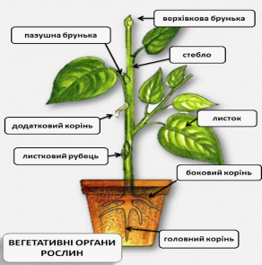 Вегетативні органи рослин | Тест з біології – «На Урок»